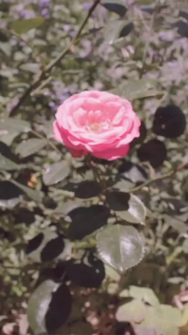 זר אלגנטי של ורדים וטיפות גשם קרירות.
קולקציית הניחוחות החדשה שתעורר את כל החושים שלך מחכה לך בחנויות ובאתר.